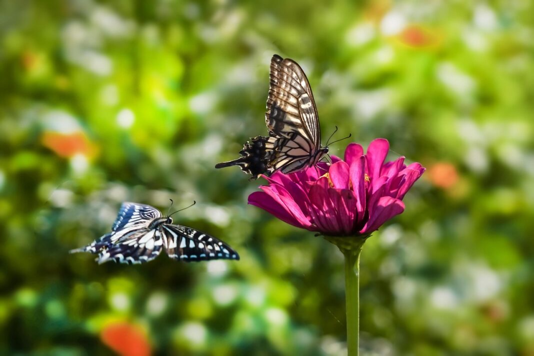 Mariposas posadas y volando alrededor de una flor rosa en un jardín.