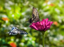 Mariposas posadas y volando alrededor de una flor rosa en un jardín.