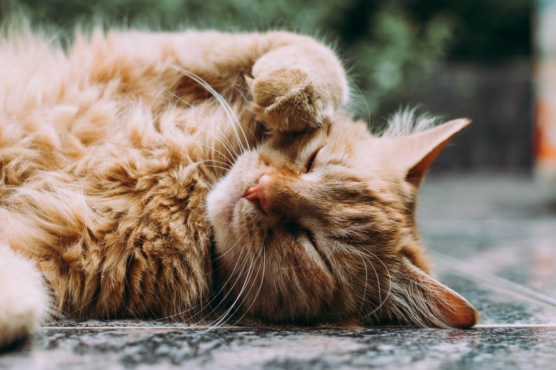 ¿Por qué los gatos ronronean y qué significa