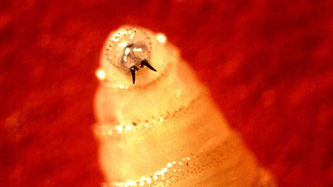 Larva del gusano barrenador con sus ganchos bucales.