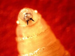 Larva del gusano barrenador con sus ganchos bucales.