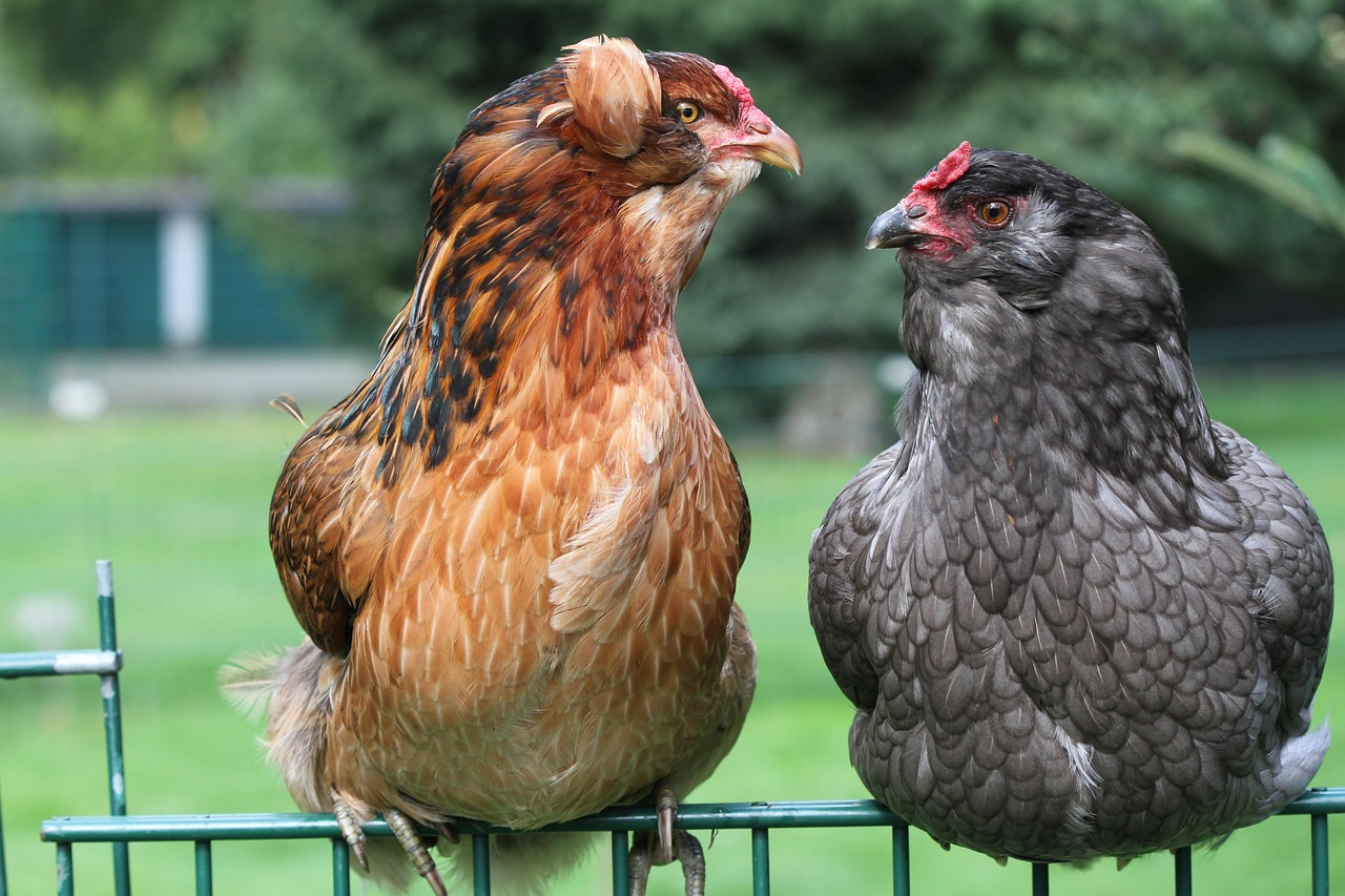 El misterio de los huevos azules: la gallina que sorprendió al mundo