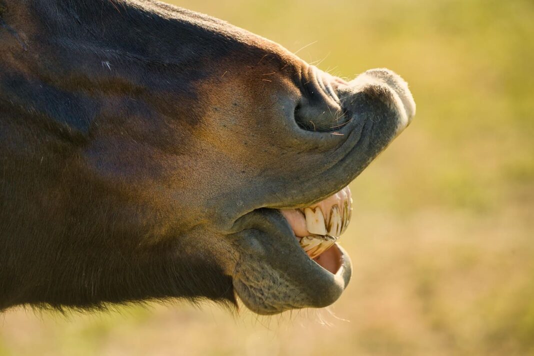 Un caballo mostrando sus dientes.