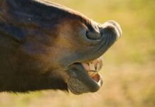 «A caballo regalado no le mires el diente»: el refrán que nos enseña a valorar lo que recibimos Un caballo mostrando sus dientes.