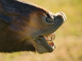 Un caballo mostrando sus dientes.