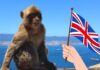 Los monos de Gibraltar: un tesoro natural en peligro Un macaco de Berbería en Gibraltar.