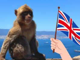 Un macaco de Berbería en Gibraltar.