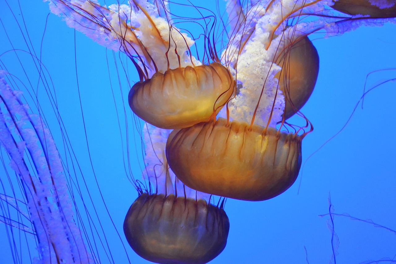 Medusas en las playas de Cádiz: ¿por qué este verano hay más y cuáles pueden picar?