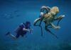 Los secretos ocultos de los pulpos: un vistazo a su asombroso mundo submarino Buzo nadando bajo el mar frente a un pulpo gigante.