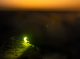 Luciérnaga emitiendo luz verde sobre una hoja al anochecer.